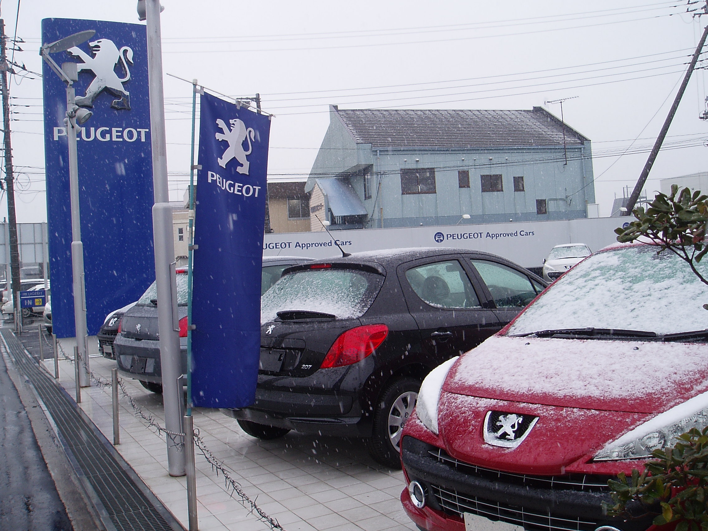 水戸に大雪・・・でふ。