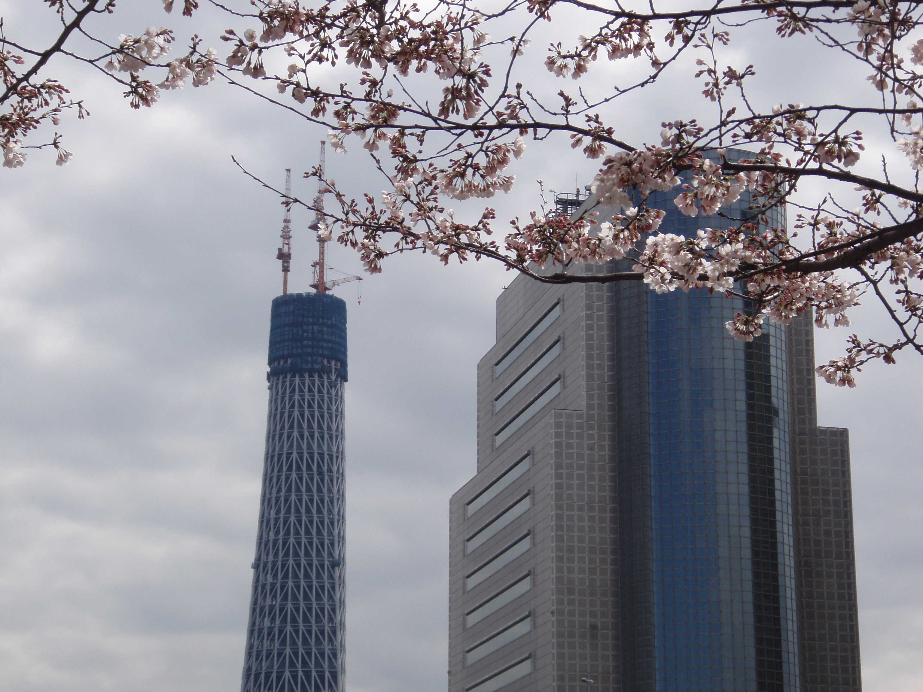 桜、サクラ