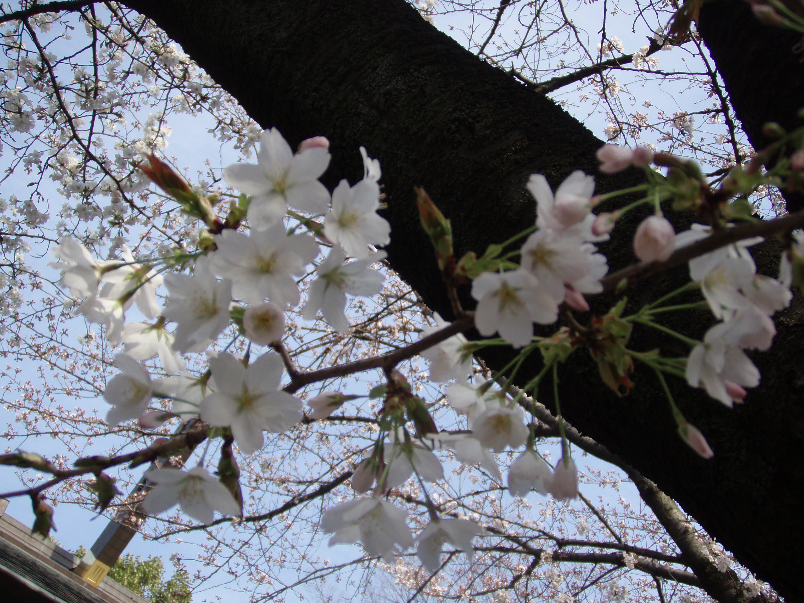 桜、サクラ
