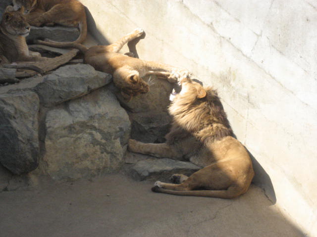 かみね動物園