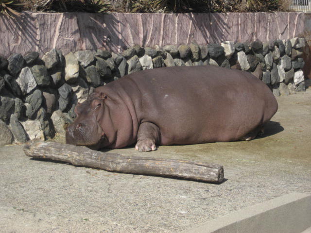 かみね動物園