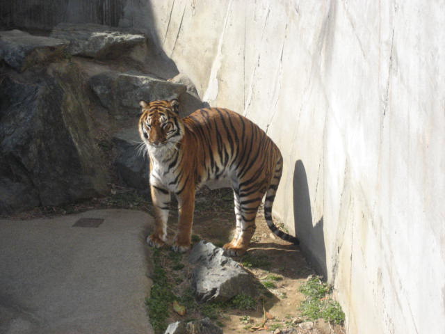 かみね動物園2