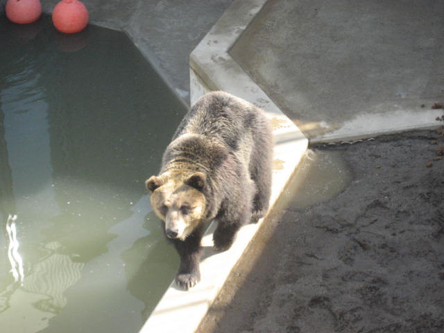 かみね動物園2