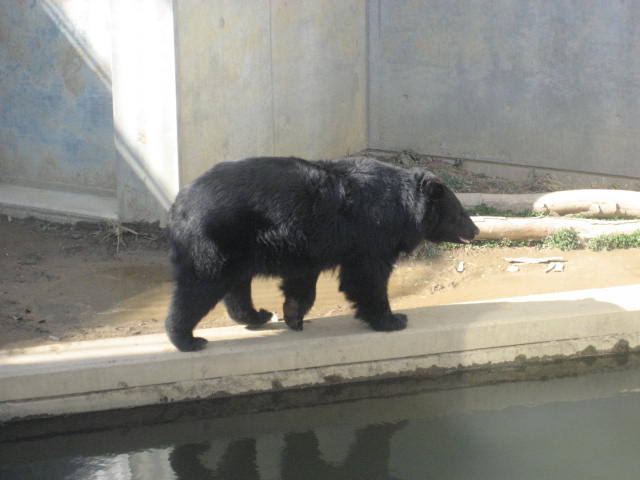 かみね動物園3
