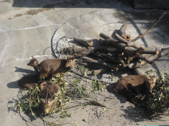 かみね動物園4