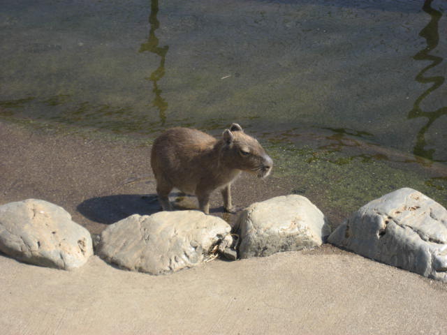 かみね動物園5