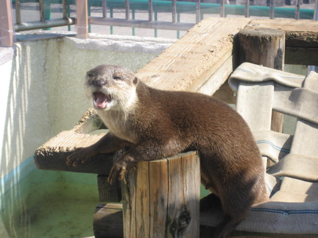 かみね動物園5