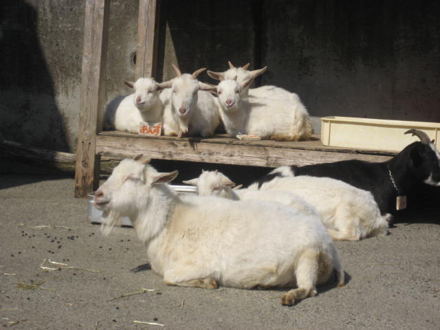 かみね動物園5