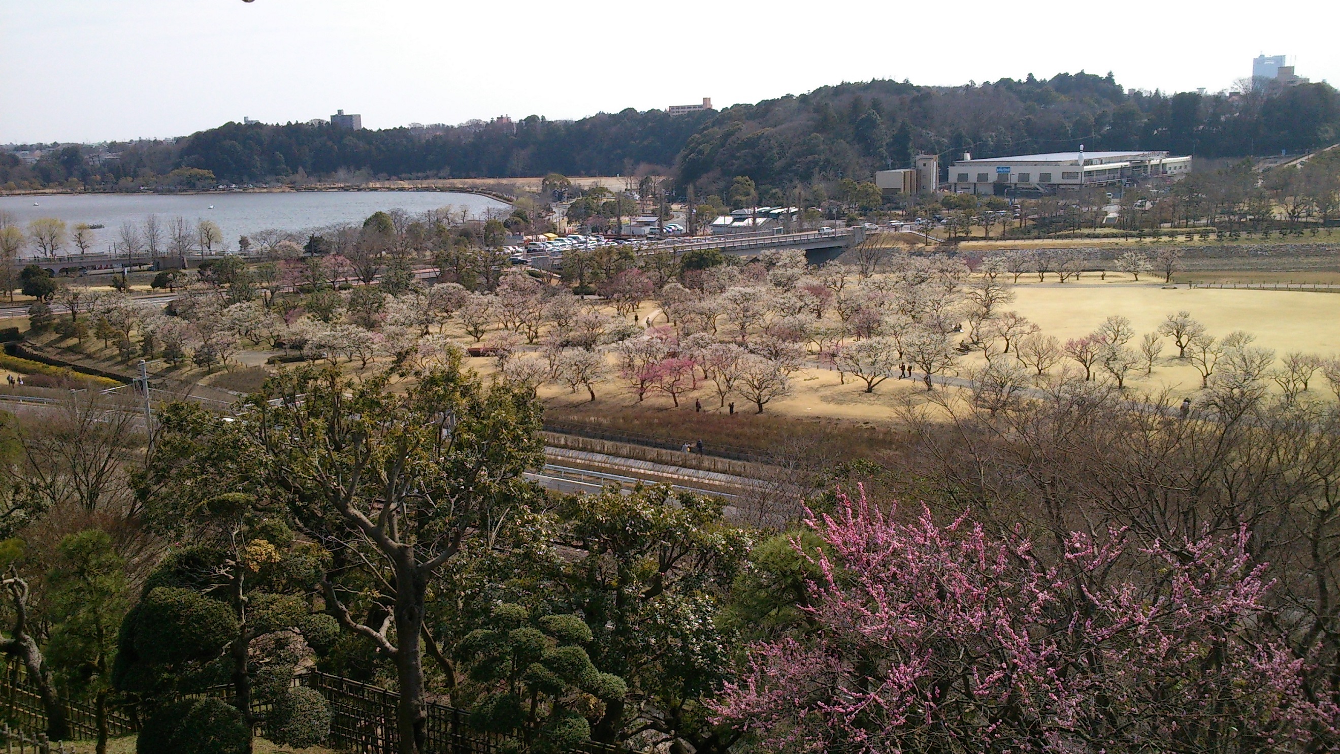 梅の都