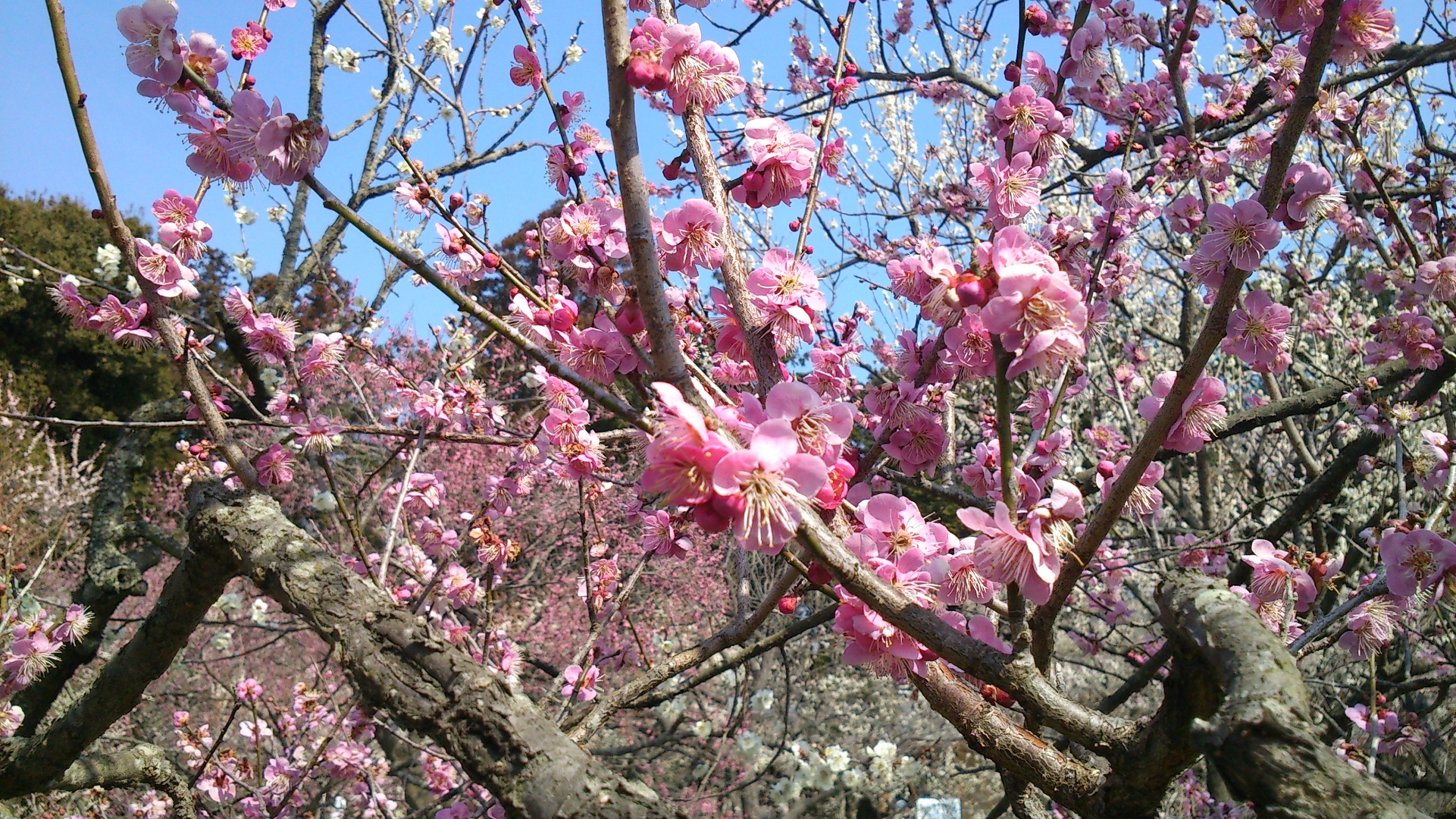 梅の花