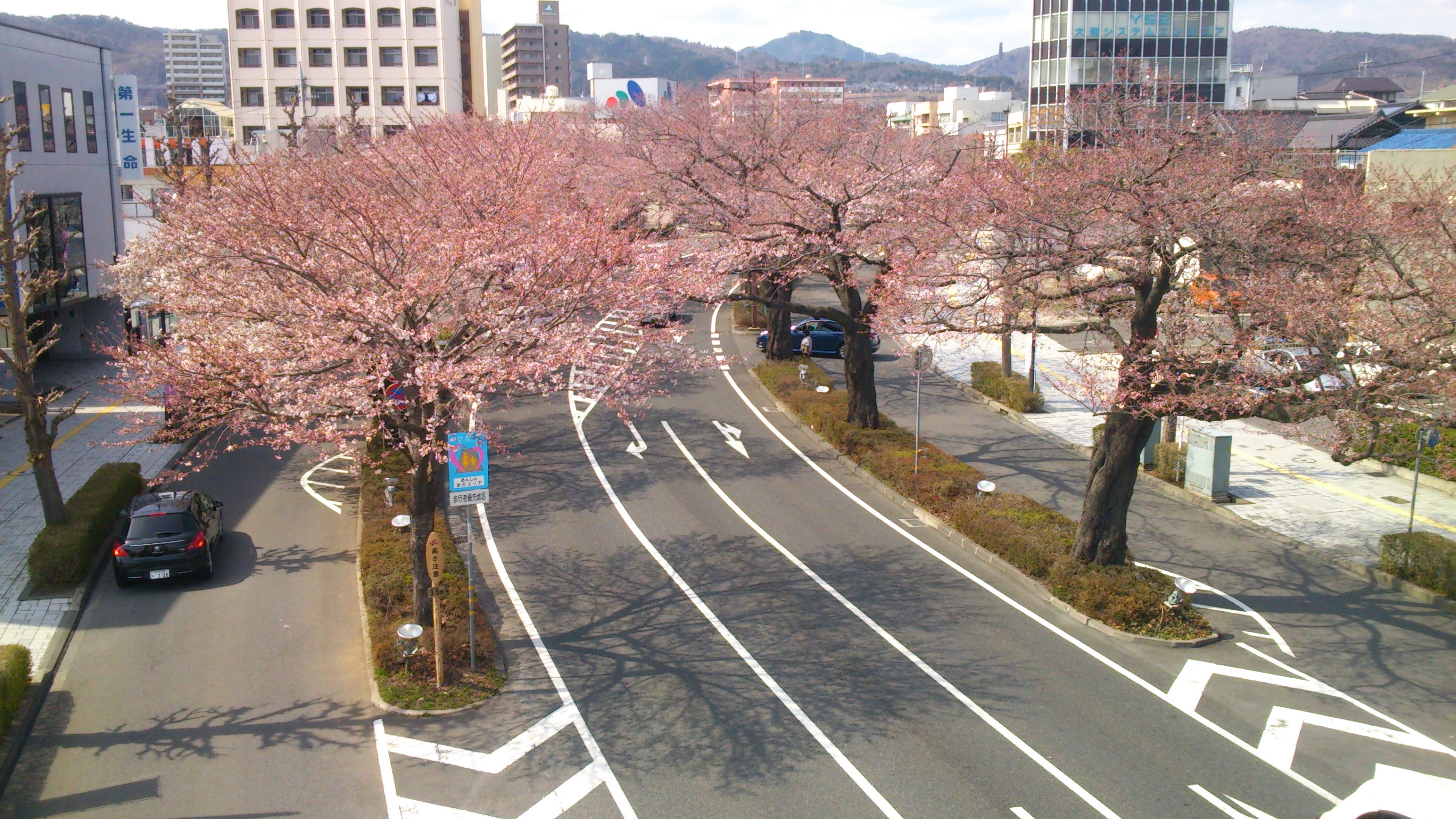 桜の名所