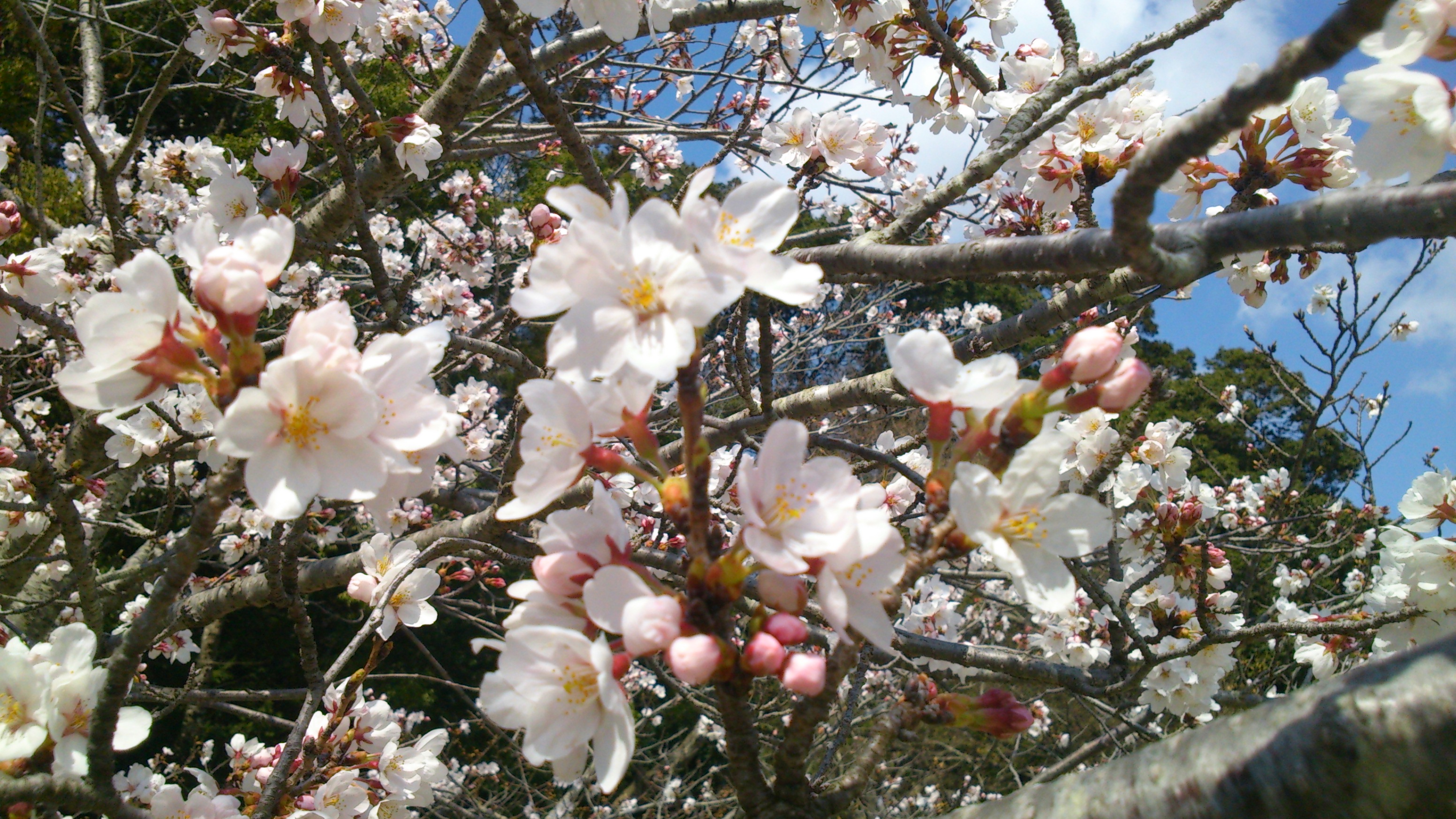千波公園