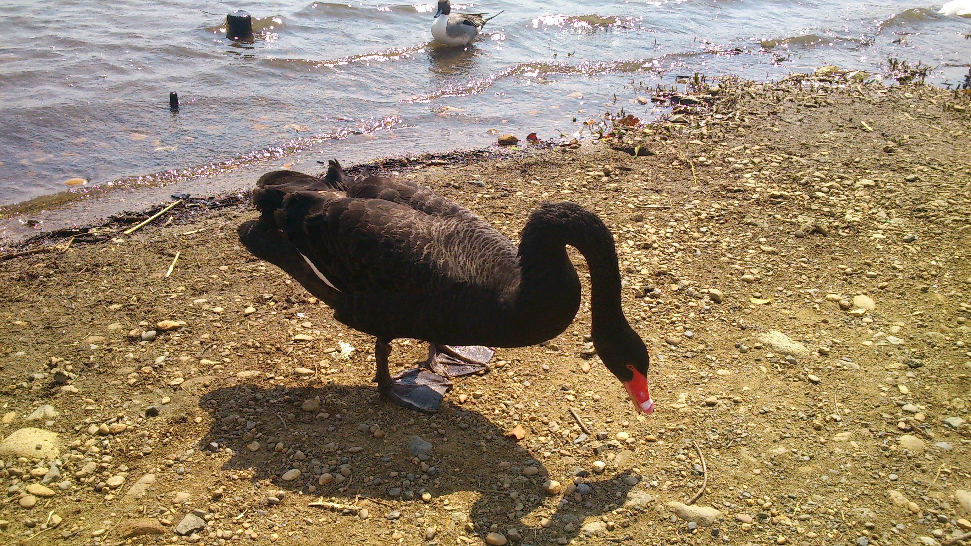 千波公園の動物たち