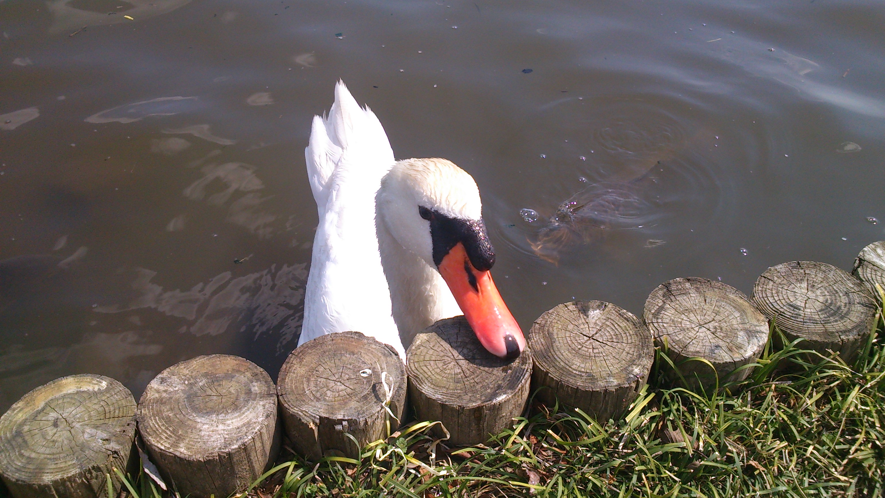 千波公園の動物たち