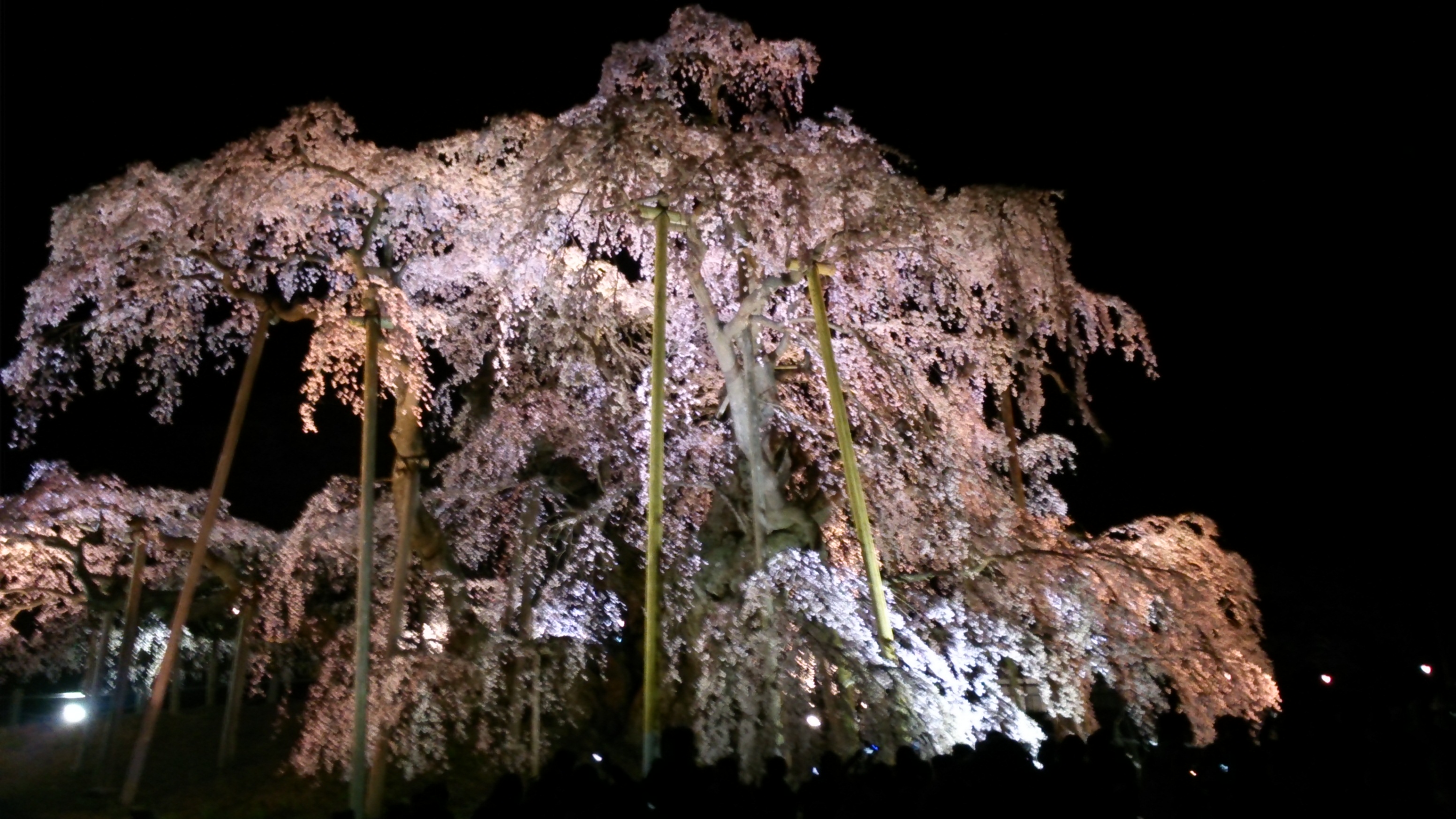 三春滝桜
