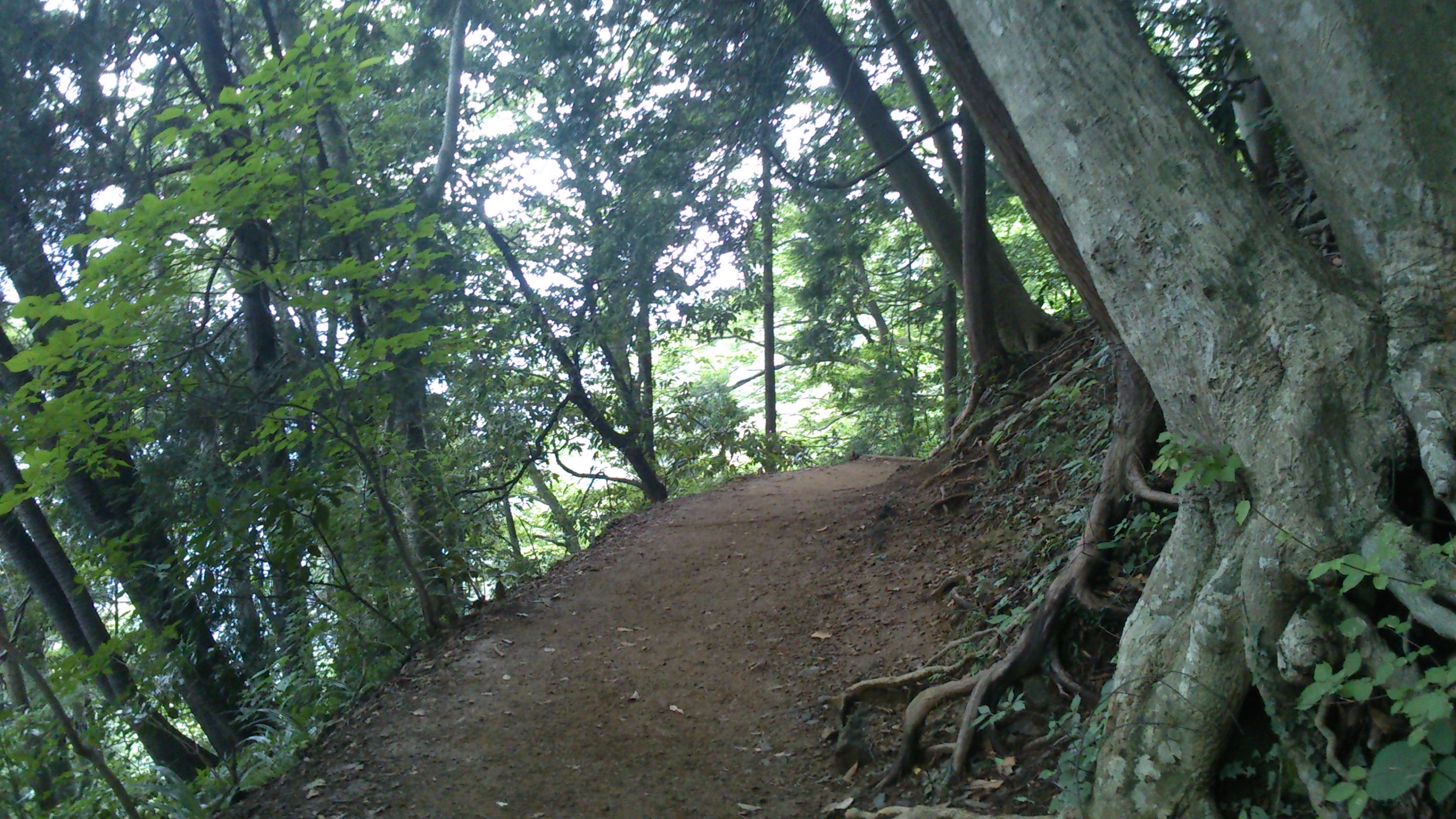 高尾山　4号路