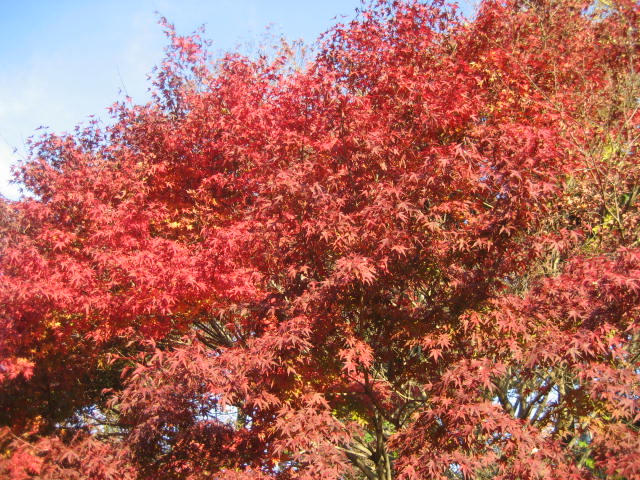 水戸の紅葉スポットといえば　