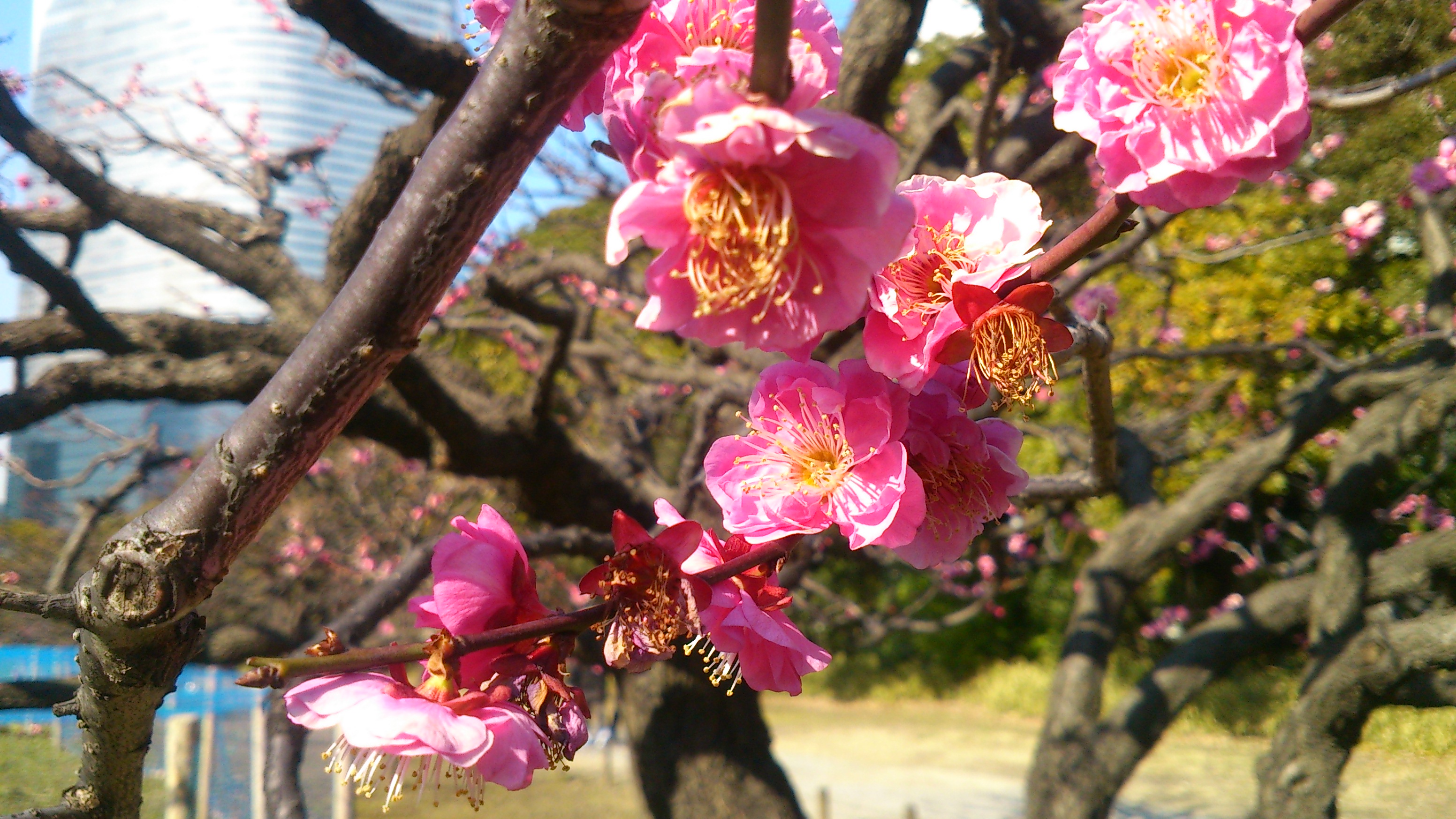 浜離宮恩賜庭園