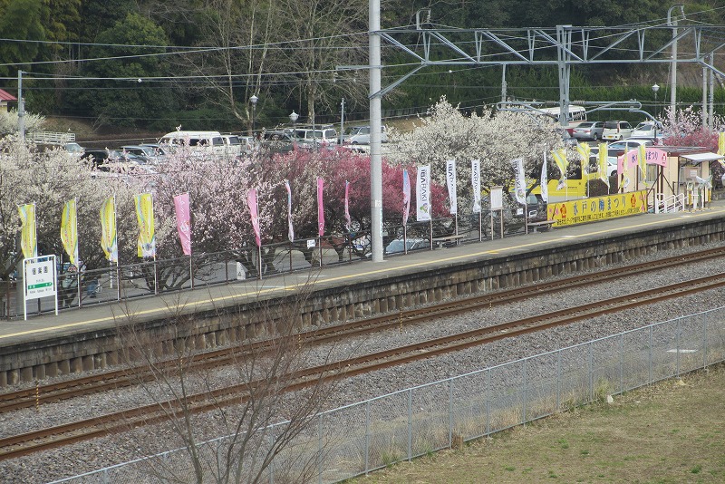 梅まつり