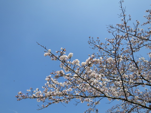 水戸の桜祭り