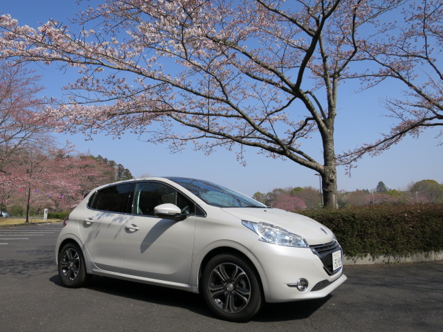 水戸の桜祭り