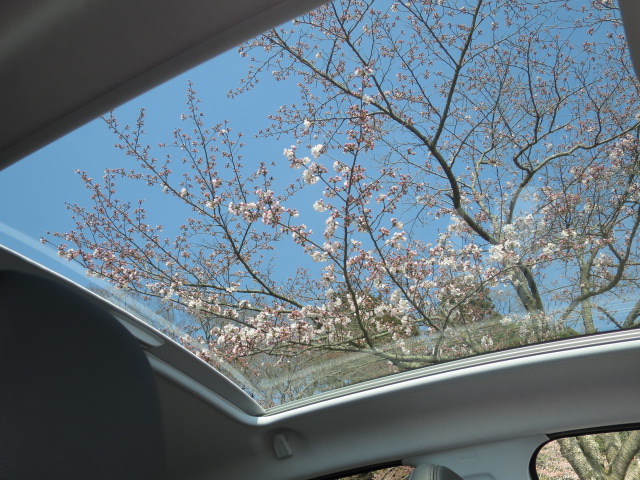 水戸の桜祭り