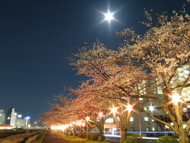 水戸の夜桜スポット