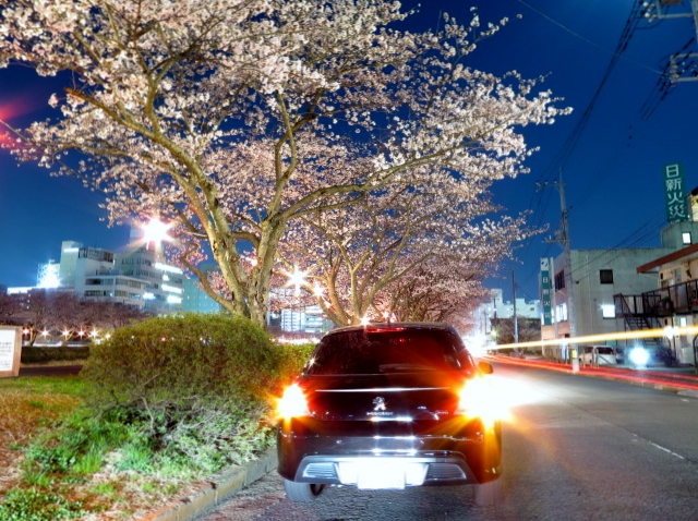 水戸の夜桜スポット