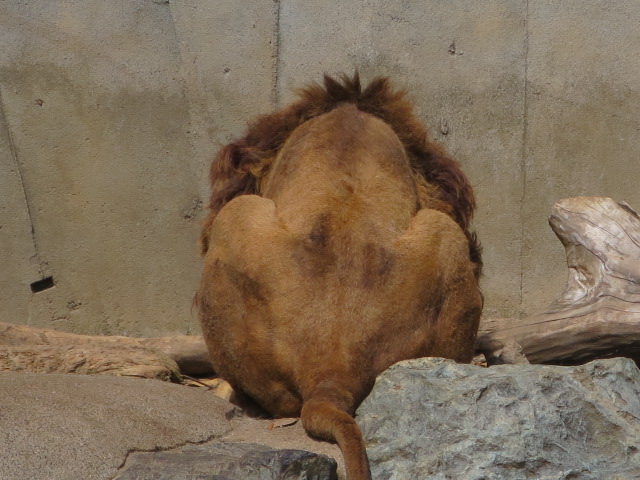 ライオン君