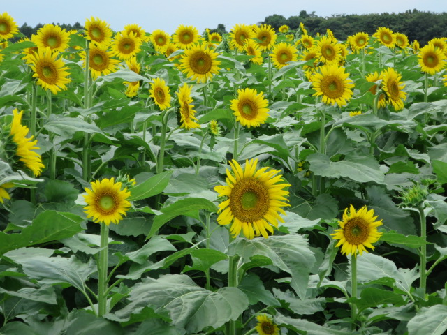 那珂市　那珂総合公園のひまわり畑