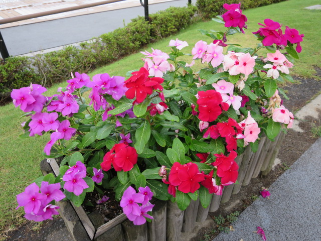 水戸市　千波公園