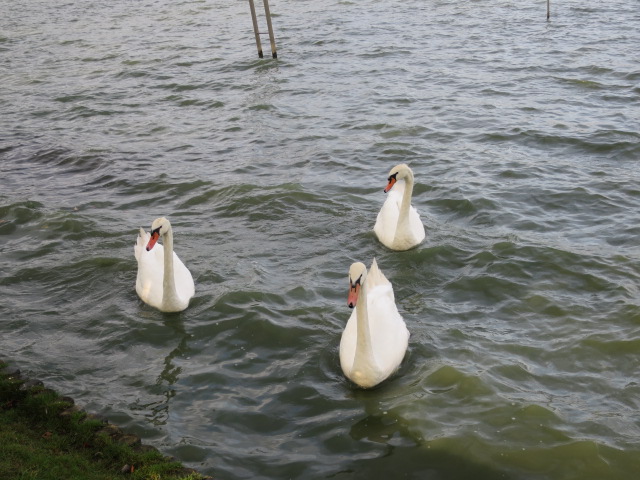 水戸市　千波公園