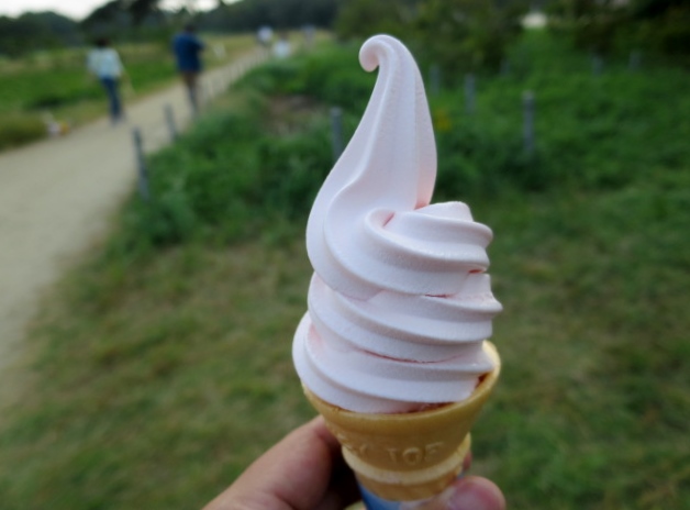 ひたち海浜公園　コキア紅葉