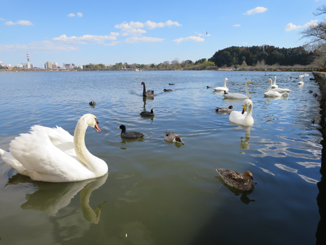 水戸市　千波公園　梅ソフトクリーム