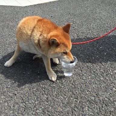 ✸熱中症にご注意を✸