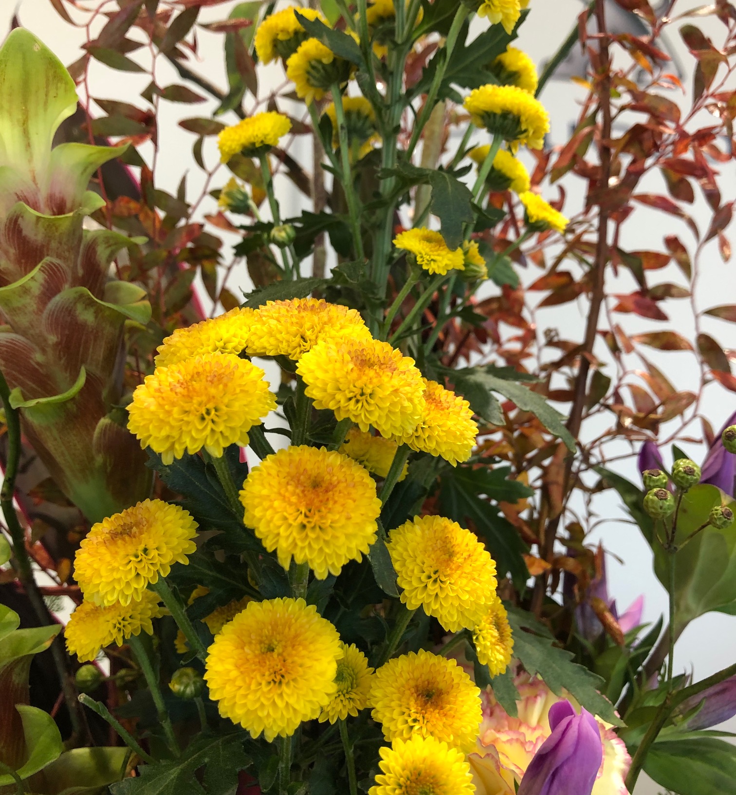 ✧今週のお花✧