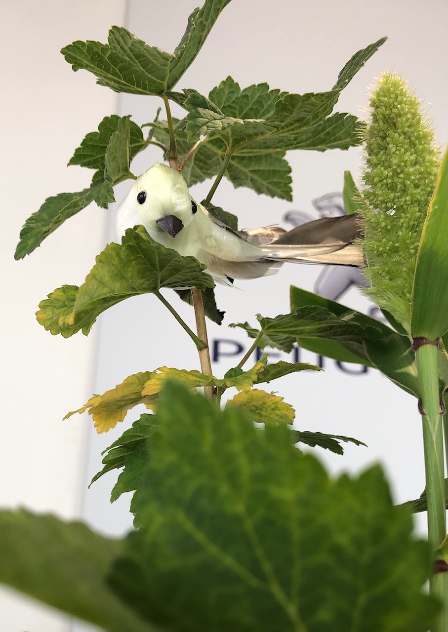 ❀今週のお花❀