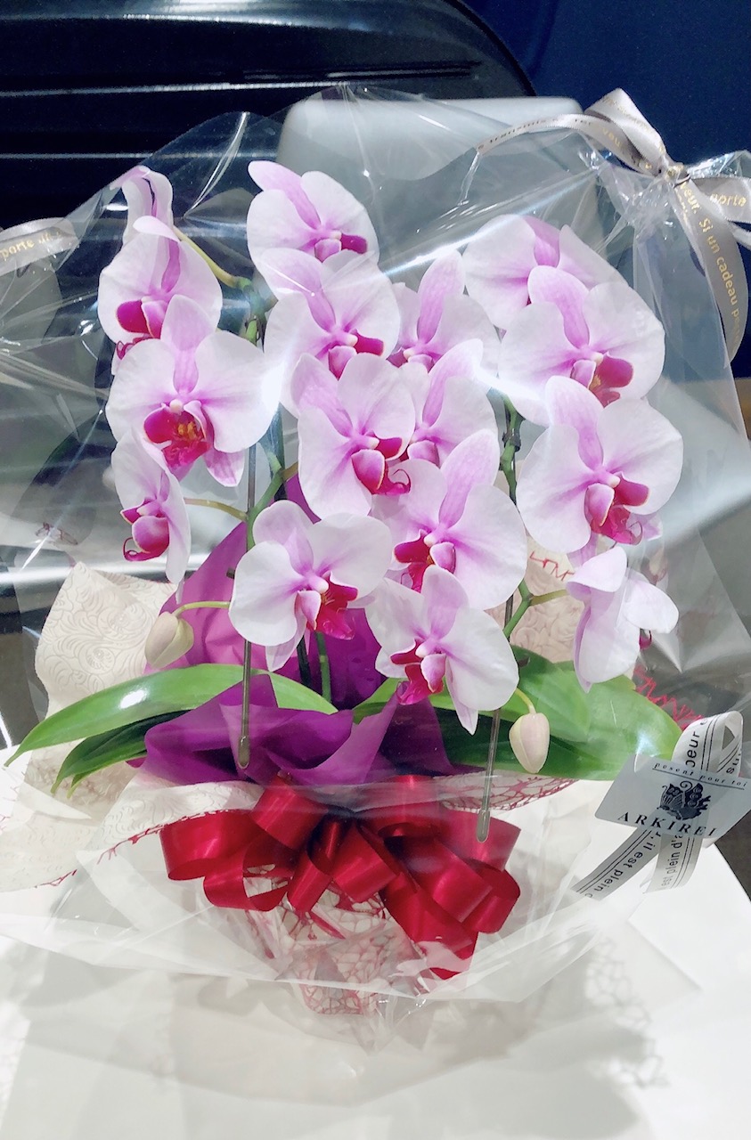 ❁胡蝶蘭❁