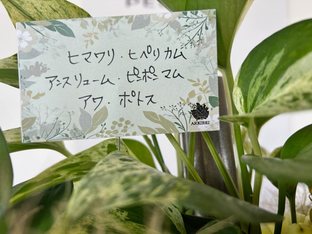 🌻今週のお花🌻