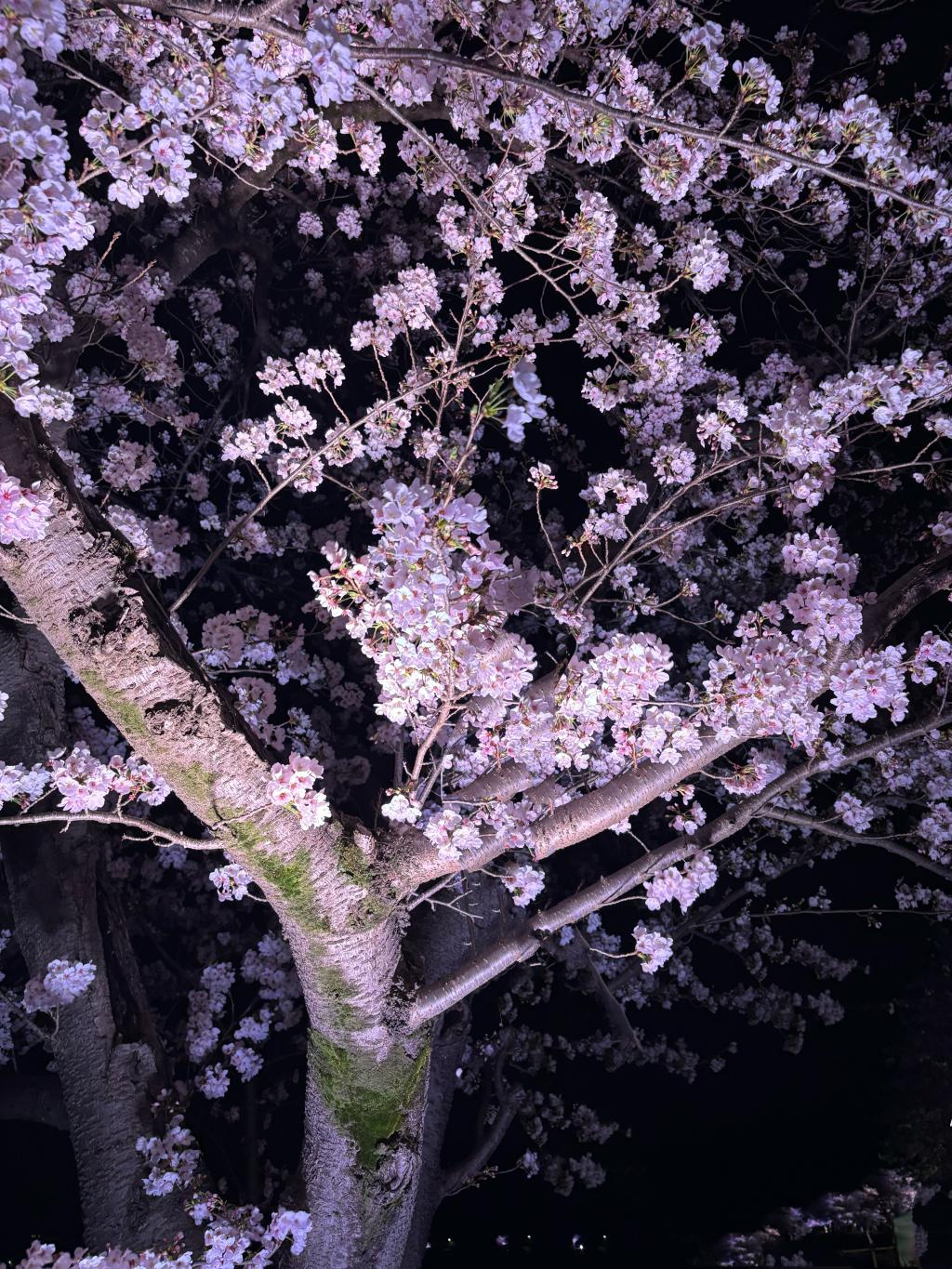 プジョーと桜🌸