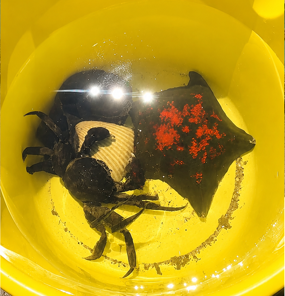 🌊☀️この夏は、家族みんなで冒険へ！☀️🦀