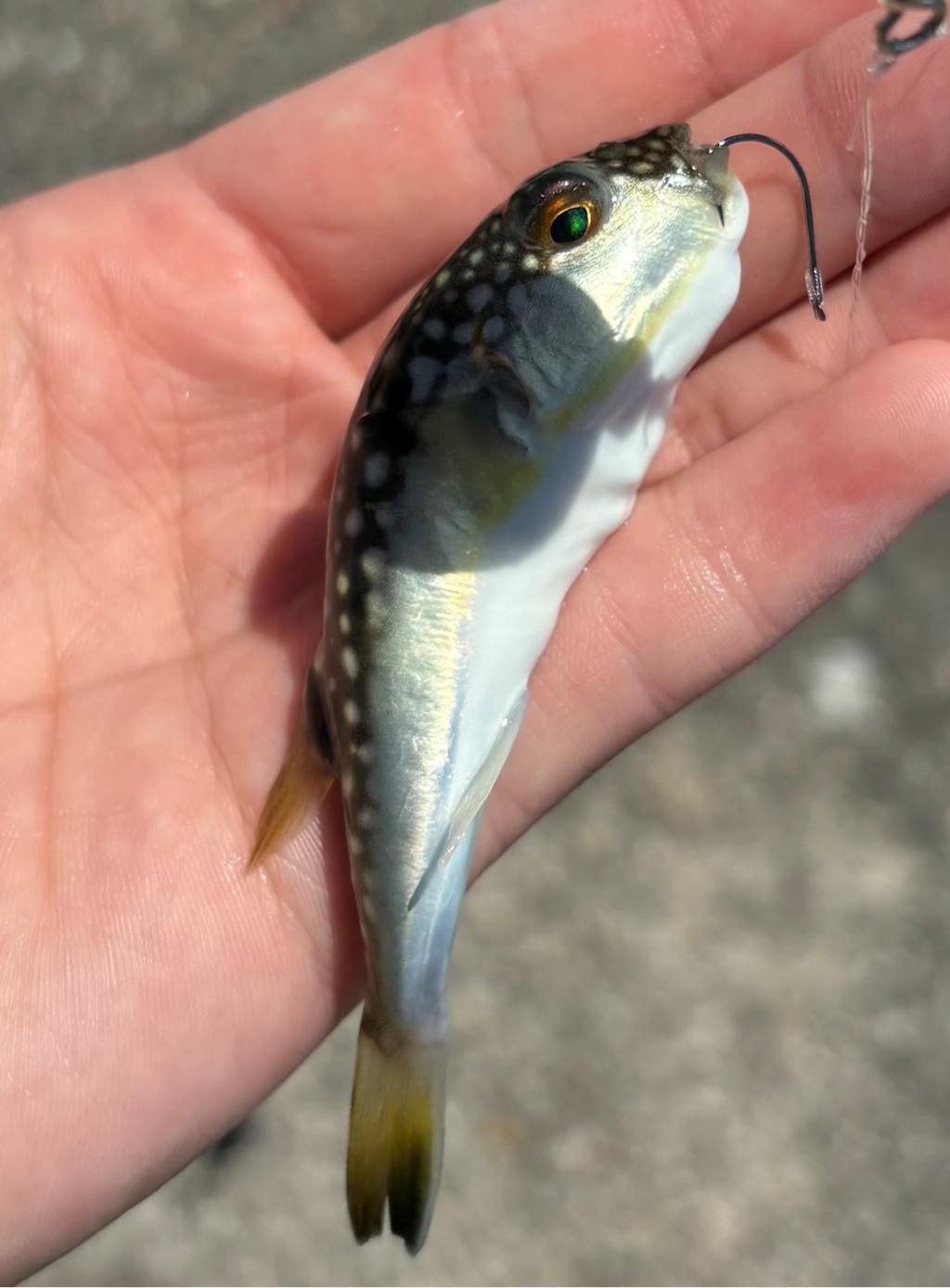 🐡プジョー水戸スタッフの休日🐡