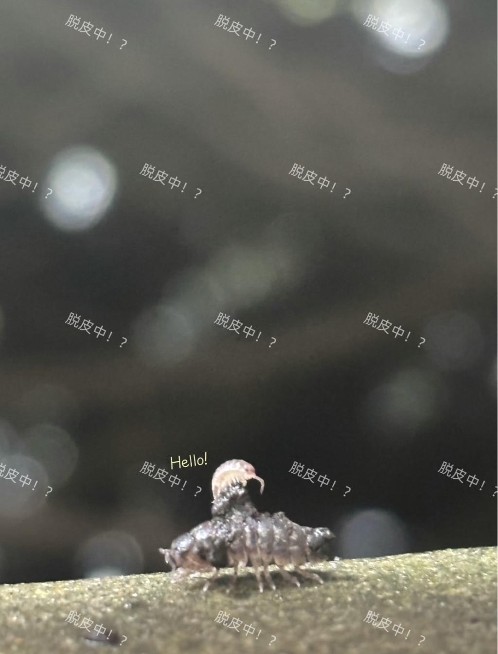 ✨🐛本日のプジョー水戸、ちいさなお客さま🐛✨