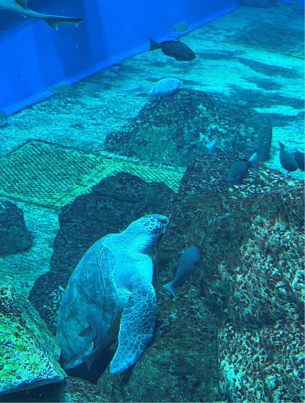 海の生き物たちを探す冒険へ！！🌊🦈