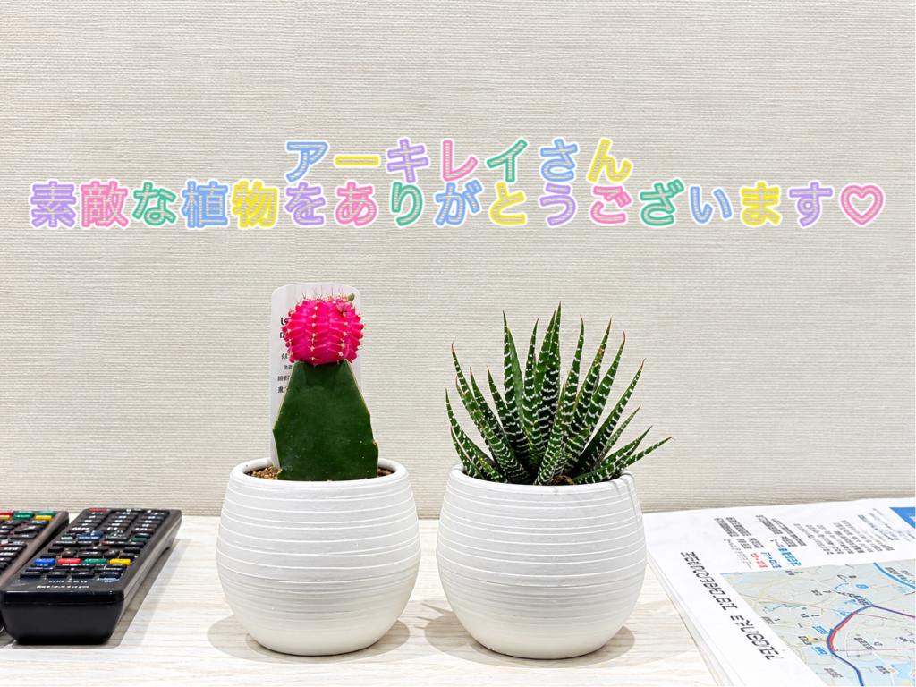 🌺🌵ショールームに新しい仲間が増えました🌵🌺